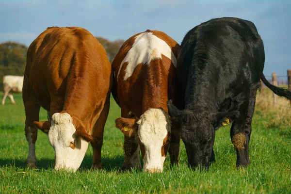 Коровы Зеленом Пастбище Молочные Коровы — стоковое фото