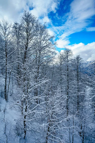 Panorama Invierno Bosque Montaña Con Abetos Cubiertos Nieve — Foto de Stock