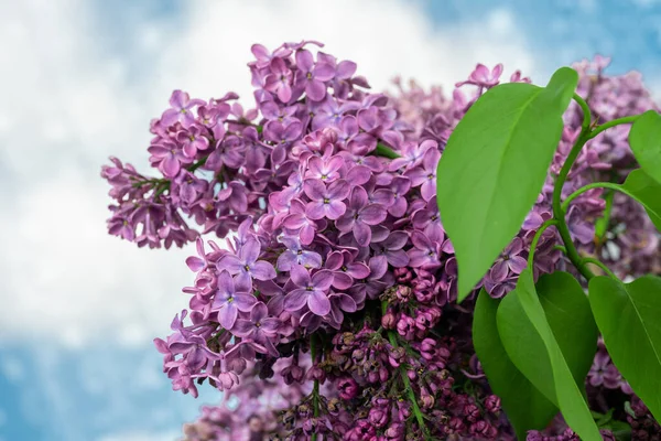 Bahar Çiçeği Çiçek Açan Leylak Çalısı — Stok fotoğraf
