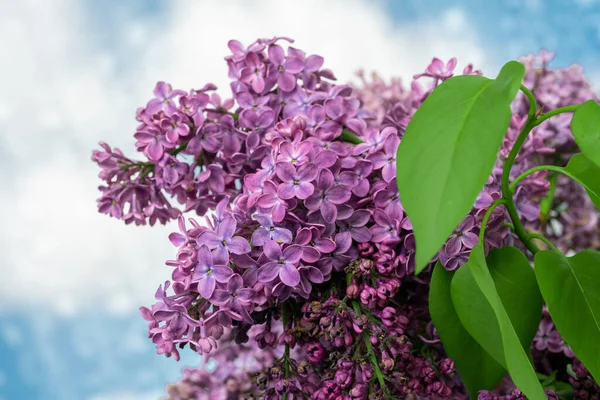 Jarní Květ Kvetoucí Šeříkový Keř Jemnou Drobnou Květinkou — Stock fotografie