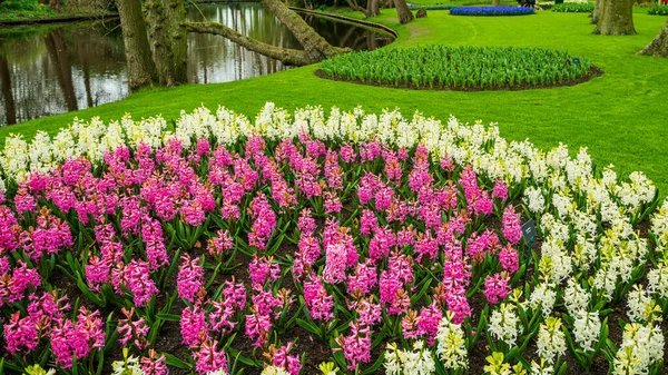 Formeller Frühlingsgarten Blumenbeet Keukenhof Garten — Stockfoto