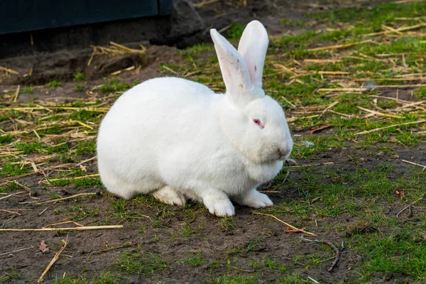 白いウサギ 草原のウサギ — ストック写真