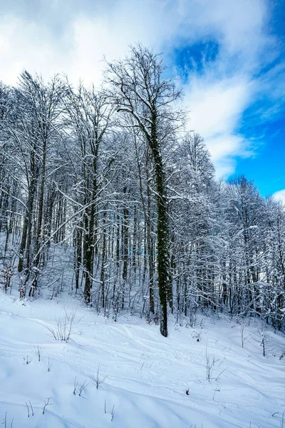 冬の森のパノラマ雪に覆われたモミの木 — ストック写真