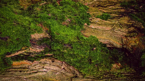 Tekstura Zielonego Mech Drzewie — Zdjęcie stockowe