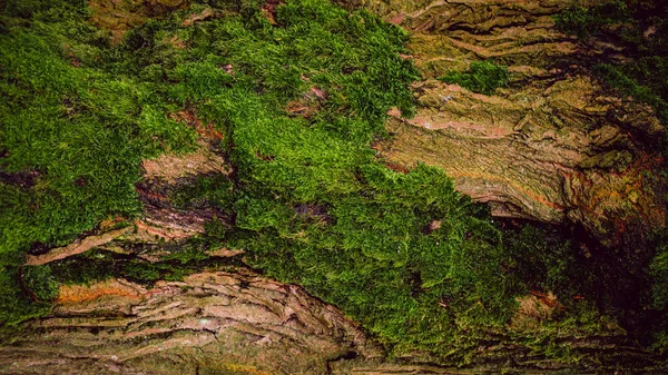 Textura Zeleného Mechu Stromě — Stock fotografie