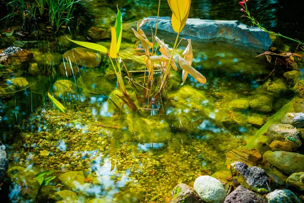 Natural Backyard Water Pond Water Plants — Stock Photo, Image