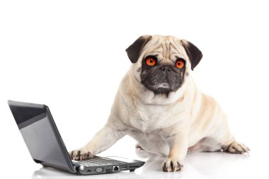 Laptoplu Pug Dog..