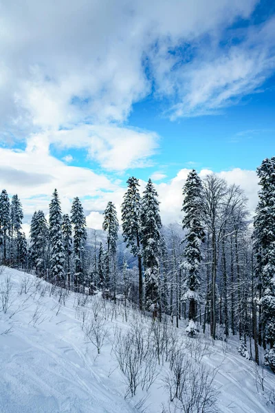 冬の森のパノラマ雪に覆われたモミの木 — ストック写真