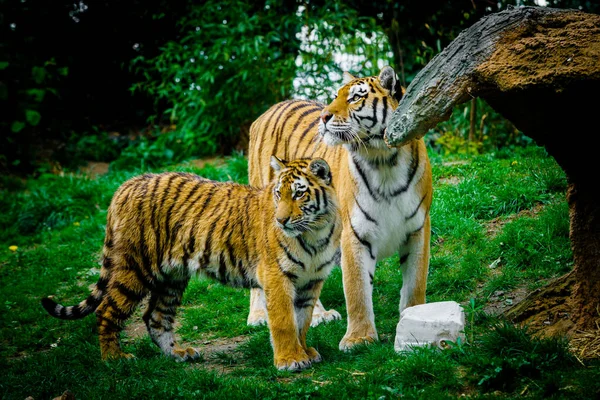 Zöld Fűre Fektetett Tigris — Stock Fotó