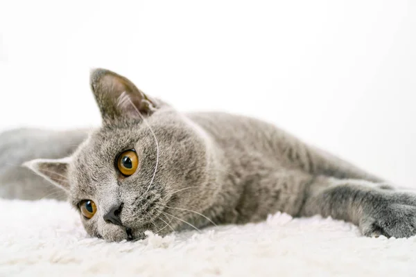 Elegante Britânico Curto Cabelo Gato Deitado — Fotografia de Stock