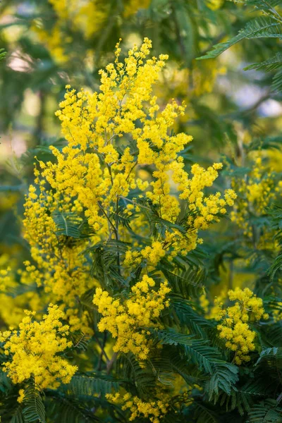 Închiderea Copacilor Galbeni Salcâm Mimosa Natură — Fotografie, imagine de stoc