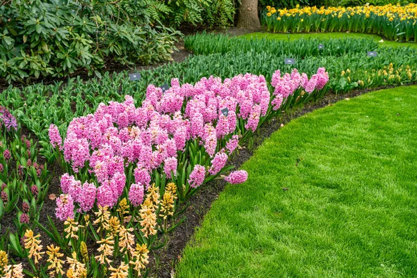 Jardín Primavera Formal Cama Flores Los Jardines Keukenhof — Foto de Stock