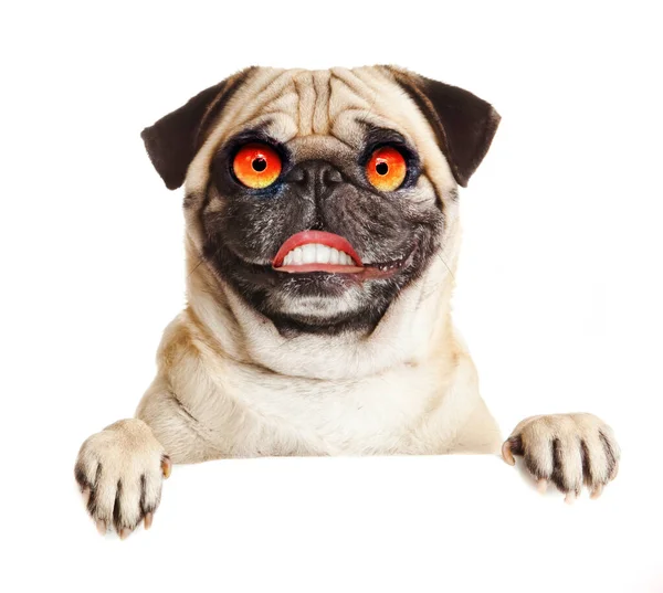 Şaşırmış Çılgın Köpek Beyaz Arka Planda Izole Komik Köpek — Stok fotoğraf