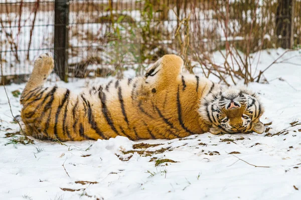 Tigre Deitado Neve Belo Tigre Siberiano Selvagem Neve — Fotografia de Stock