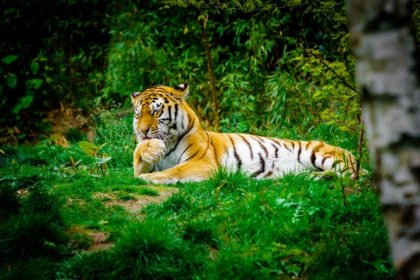 Tiger Legt Sich Auf Grünes Gras — Stockfoto