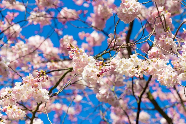 Piękny Kwiat Wiśni Sakura Wiosną Różowe Kwiaty Migdałowca — Zdjęcie stockowe