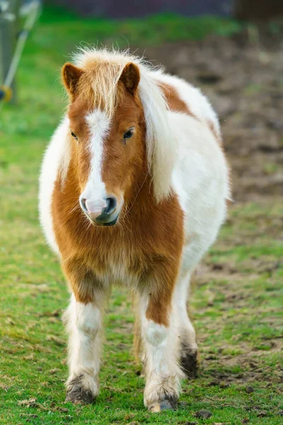 Pequeño Caballo Caballo Retrato Solitario Pony —  Fotos de Stock