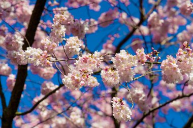 Baharda kiraz çiçekli güzel sakura. Badem pembesi çiçekler 