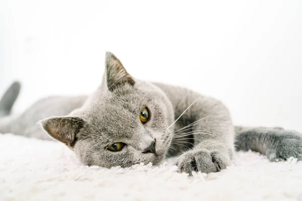 Elegante Britânico Curto Cabelo Gato Deitado — Fotografia de Stock