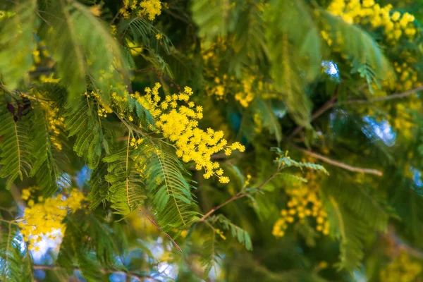 Închiderea Copacilor Galbeni Salcâm Mimosa Natură — Fotografie, imagine de stoc