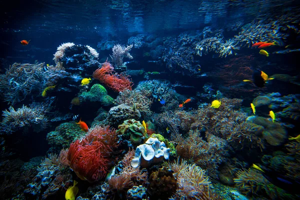 水中世界 カラフルな熱帯魚 サンゴ礁での生活 生態系 — ストック写真