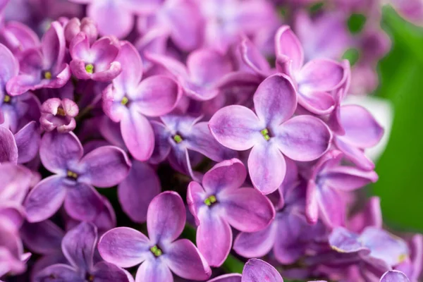 Floare Primăvară Înflorire Tufiș Liliac Floare Delicată Mică — Fotografie, imagine de stoc