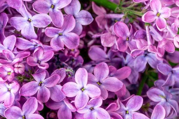 Фиолетовые Сиреневые Цветы Цветут Саду Весенний Фон — стоковое фото