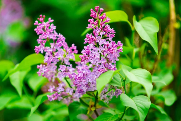 Blooming Purple Lilac Lilac Flowers Blossom Garden Spring Background — Stock Photo, Image