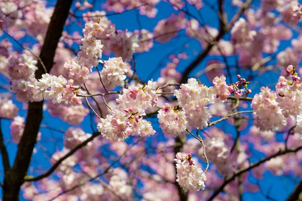 Bela Flor Cerejeira Sakura Primavera Amêndoa Flores Rosa — Fotografia de Stock