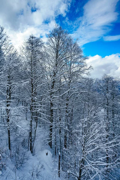 Zimowa Panorama Górskiego Lasu Pokrytymi Śniegiem Jodłami — Zdjęcie stockowe