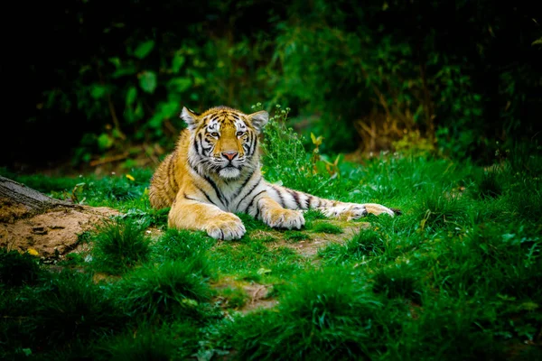 Tiger Legt Sich Auf Grünes Gras — Stockfoto