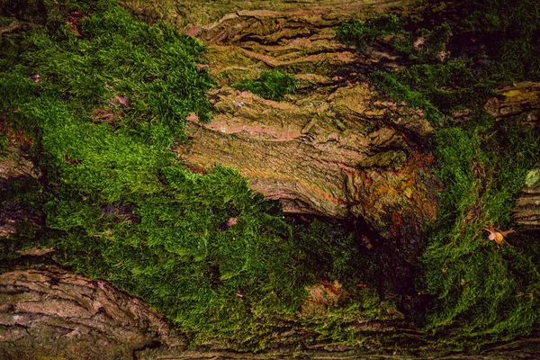 Textura Zeleného Mechu Stromě — Stock fotografie