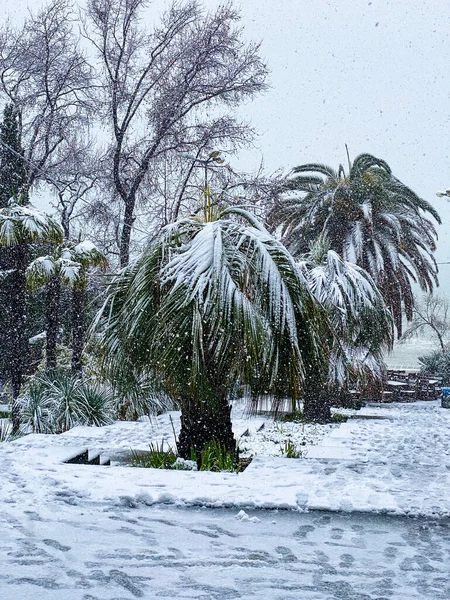 City Streets Winter Palm Trees Snow Russia Sochi — Stock Photo, Image