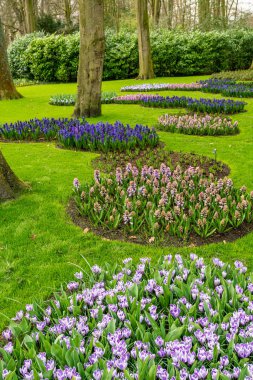 Resmi bahar bahçesi. Keukenhof Bahçelerinde Çiçek Yatağı