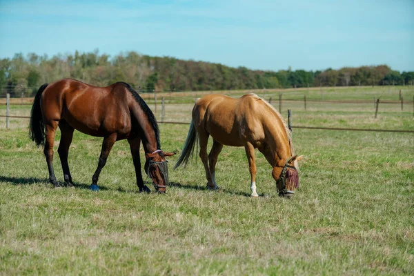 Koně Koňské Farmě Země Letní Krajina — Stock fotografie