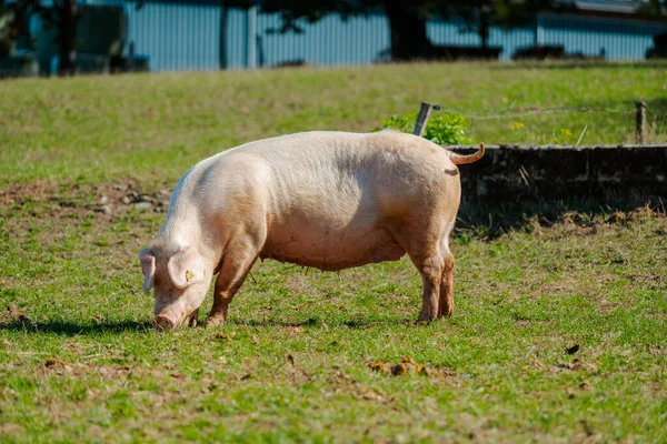 Porco Parado Num Relvado Relva Exploração Suínos Biológicos — Fotografia de Stock