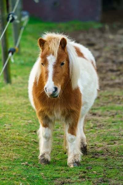 Lilla Ponnyhästen Ett Porträtt Ensam Ponny — Stockfoto