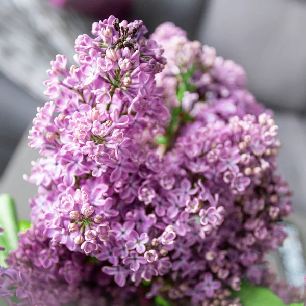 Violet Flori Liliac Înflorește Grădină Fundal Primăvară — Fotografie, imagine de stoc