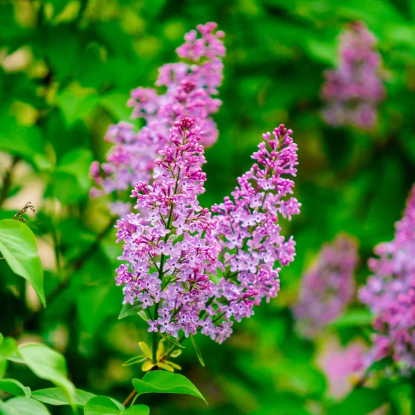 Blooming Purple Lilac Lilac Flowers Blossom Garden Spring Background — Stock Photo, Image