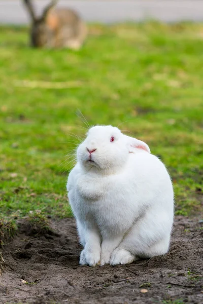 白兔野兔在草地上 — 图库照片