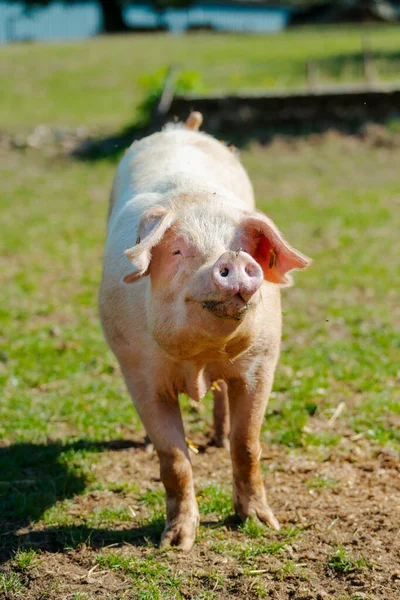 Cerdo Parado Césped Hierba Granja Cerdos Biológicos —  Fotos de Stock