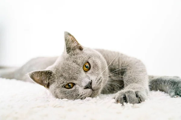 Британський Коротковолосий Кіт — стокове фото