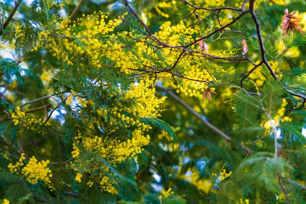 Closeup Acácia Amarela Mimosa Árvores Sobre Natureza — Fotografia de Stock