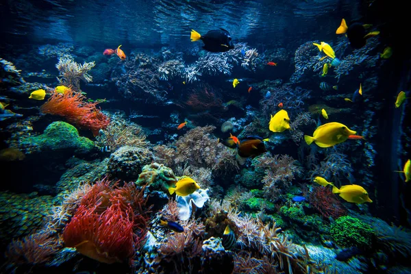 カラフルな熱帯のサンゴ礁の風景 海での生活 — ストック写真