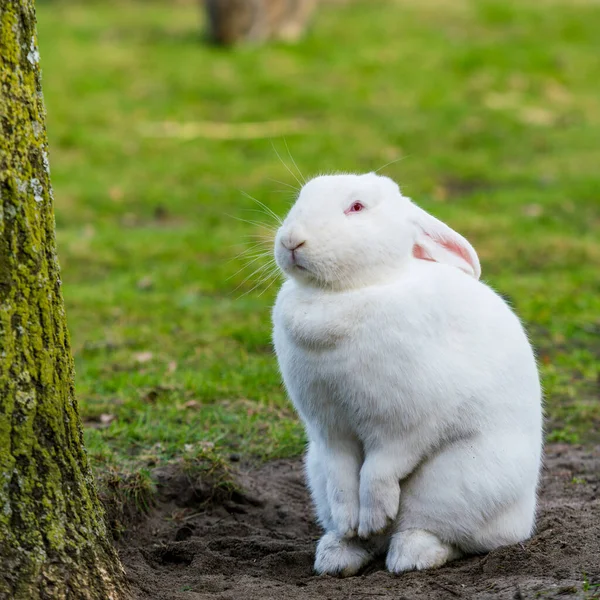 白兔野兔在草地上 — 图库照片