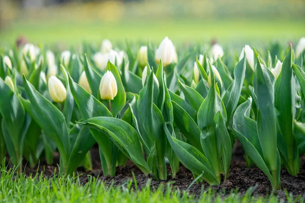 Białe Kwiaty Tulipanów Kwitnące Polu Tulipanów — Zdjęcie stockowe