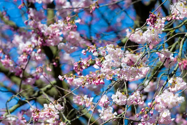 春には美しい桜 アーモンドピンクの花 — ストック写真