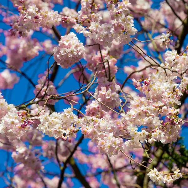 Прекрасная Сакура Цветущая Сакура Весной Миндальные Розовые Цветы — стоковое фото