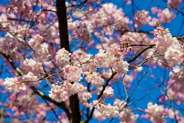 春天的樱花 粉色的花 — 图库照片