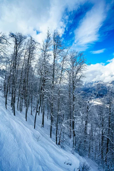 Karla Kaplı Dağ Ormanlarının Kış Manzarası Köknar Ağaçları — Stok fotoğraf